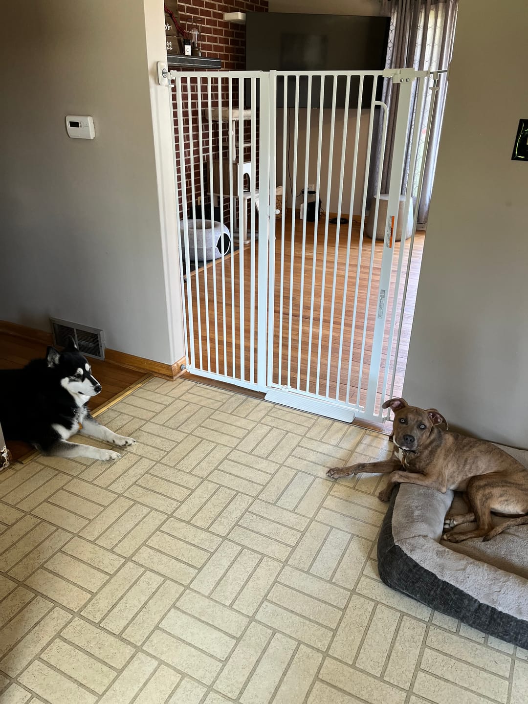 Customer photo review of FairyBaby 57" Extra Tall Pet Gate for  Big Dogs and Curious Climbers