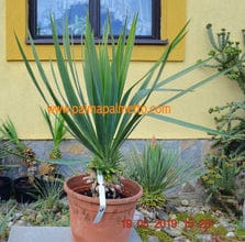 Customer photo review of Yucca gloriosa Hybrid 70-80 cm / mit Topf Nr.3