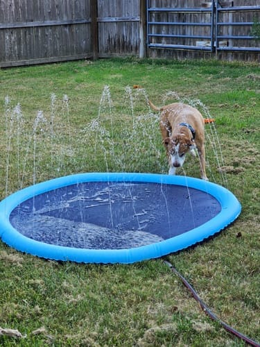 Customer photo review of Spleshee™