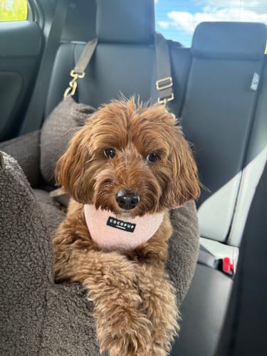 Customer photo review of Chocolate | The Cosy Car Seat