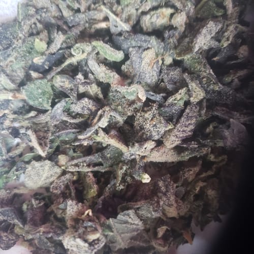 Customer photo review of Blue Cookies THCA Trim