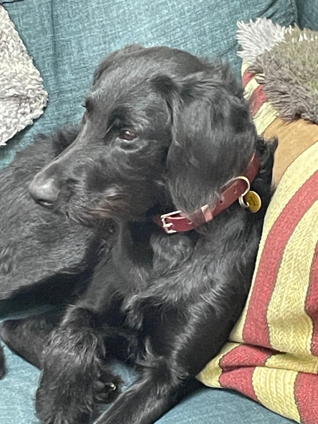 Customer photo review of Classic Buckle Leather Dog Collar - Custom Sized