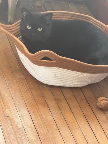 Customer photo review of Instinct Basket | Meet the first research-backed natural territory for indoor cats