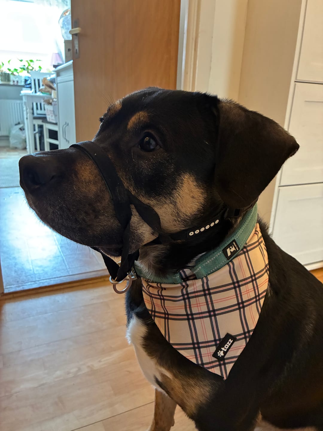 Customer photo review of Bandana - Furburry