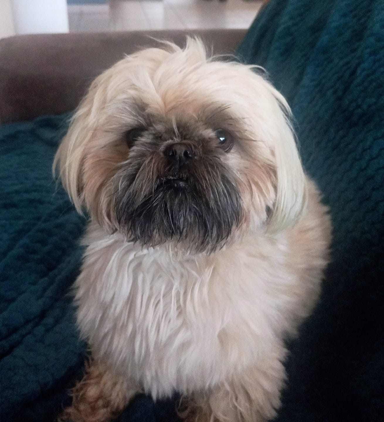 Customer photo review of Croquettes Poulet & Petit Pois - Chien Petite Race