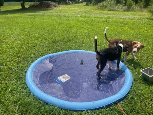 Customer photo review of Spleshee™