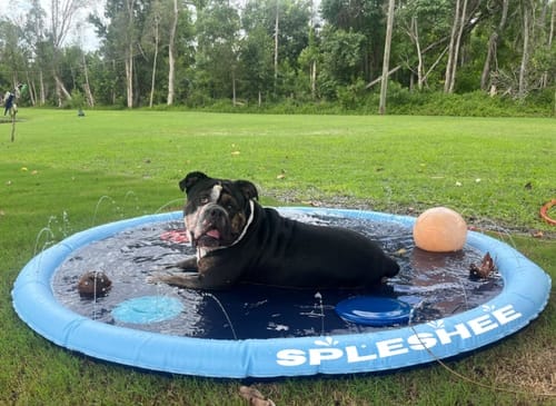 Customer photo review of Spleshee™