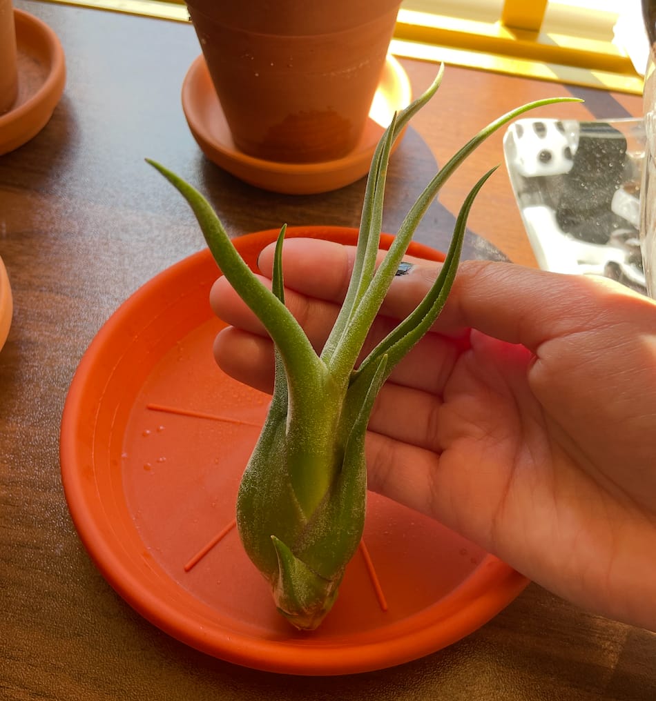 Customer photo review of Caput Medusae  (Beginner Friendly!)