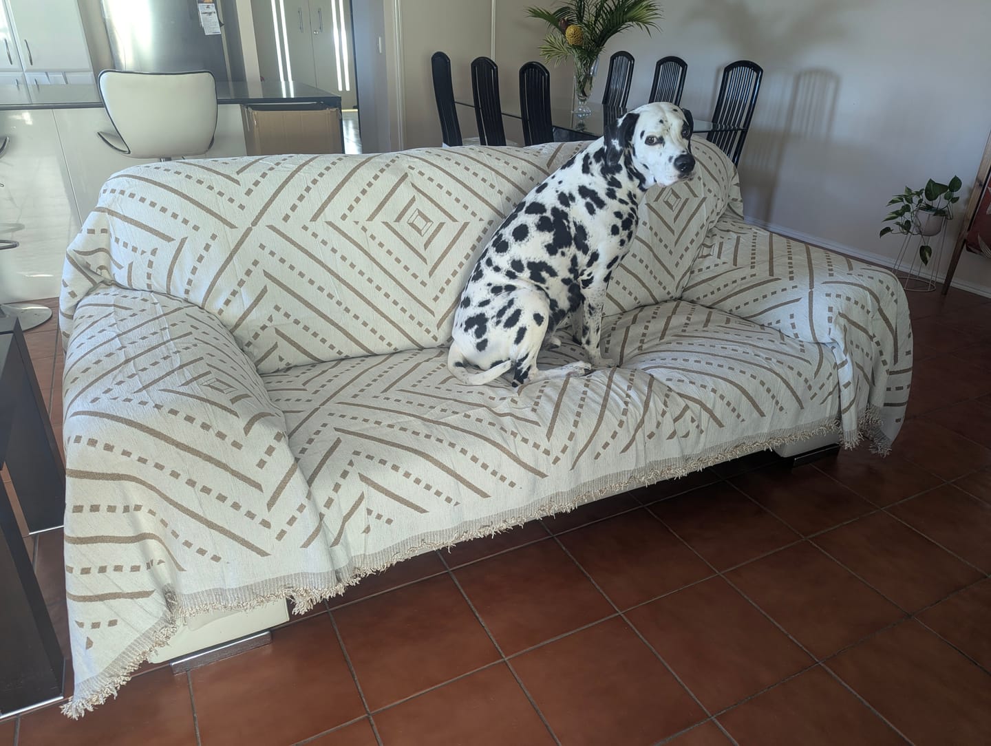 Customer photo review of Pet Couch Cover - Inca Beige