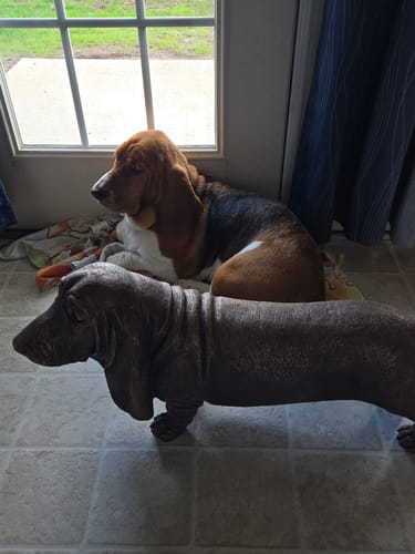 Reviewer's photo of a basset hound dog sitting next to a statue of a basset hound.