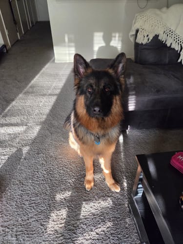 Customer's German Shepherd, Akuma, sitting in a living room wearing the Tactical K9 Dog Collar.