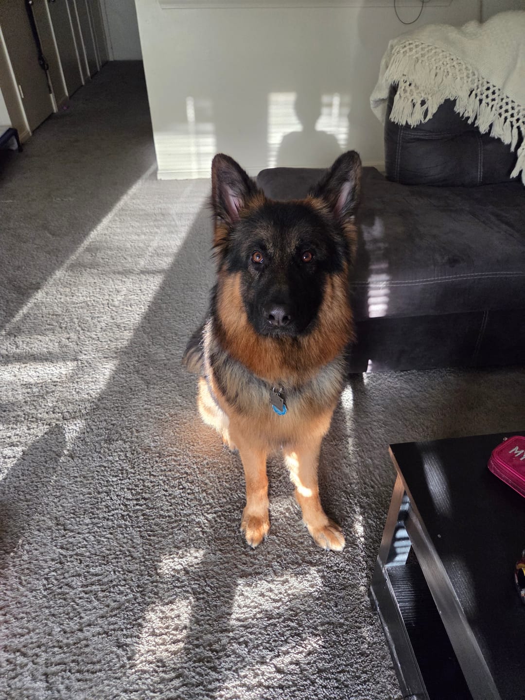 Customer photo review of Metal-Buckle Tactical K9 Dog Collar With Hook & Loop Panel & Top Handle
