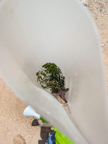 Customer photo review of Honey Locust