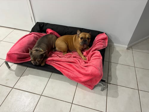Customer's two French bulldogs relaxing on the black dog hammock bed, covered with a soft pink blanket indoors.