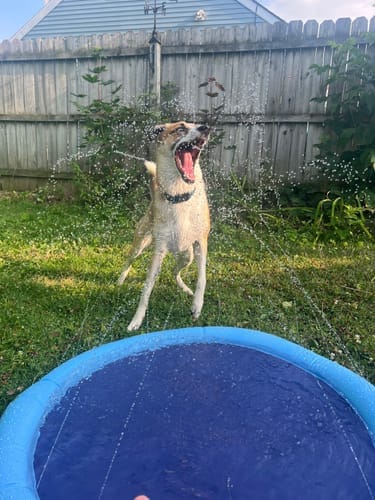Customer photo review of Spleshee™