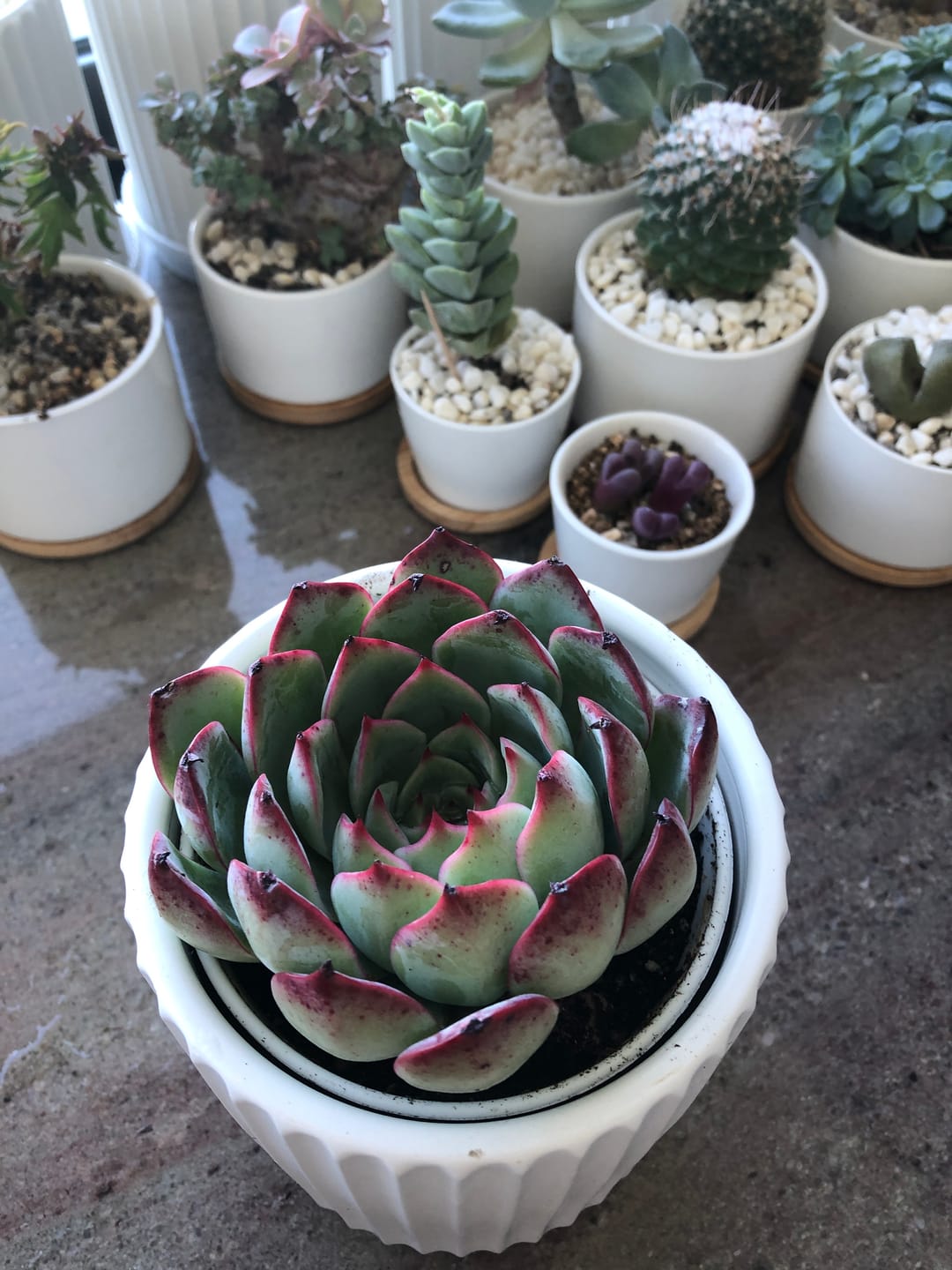 Customer photo review of Echeveria 'Soul Heart' - Lg
