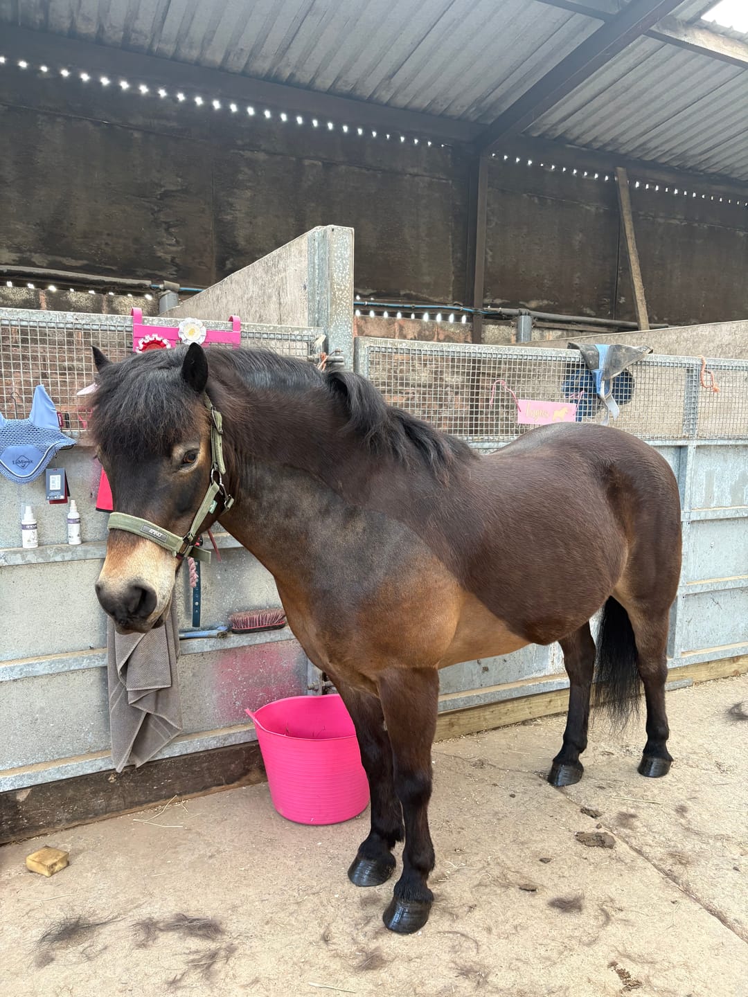 Customer photo review of Horse Skin Rescue Bundle