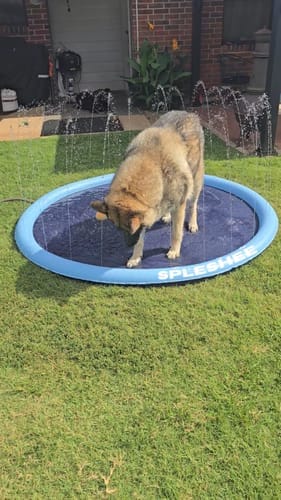 Customer photo review of Spleshee™