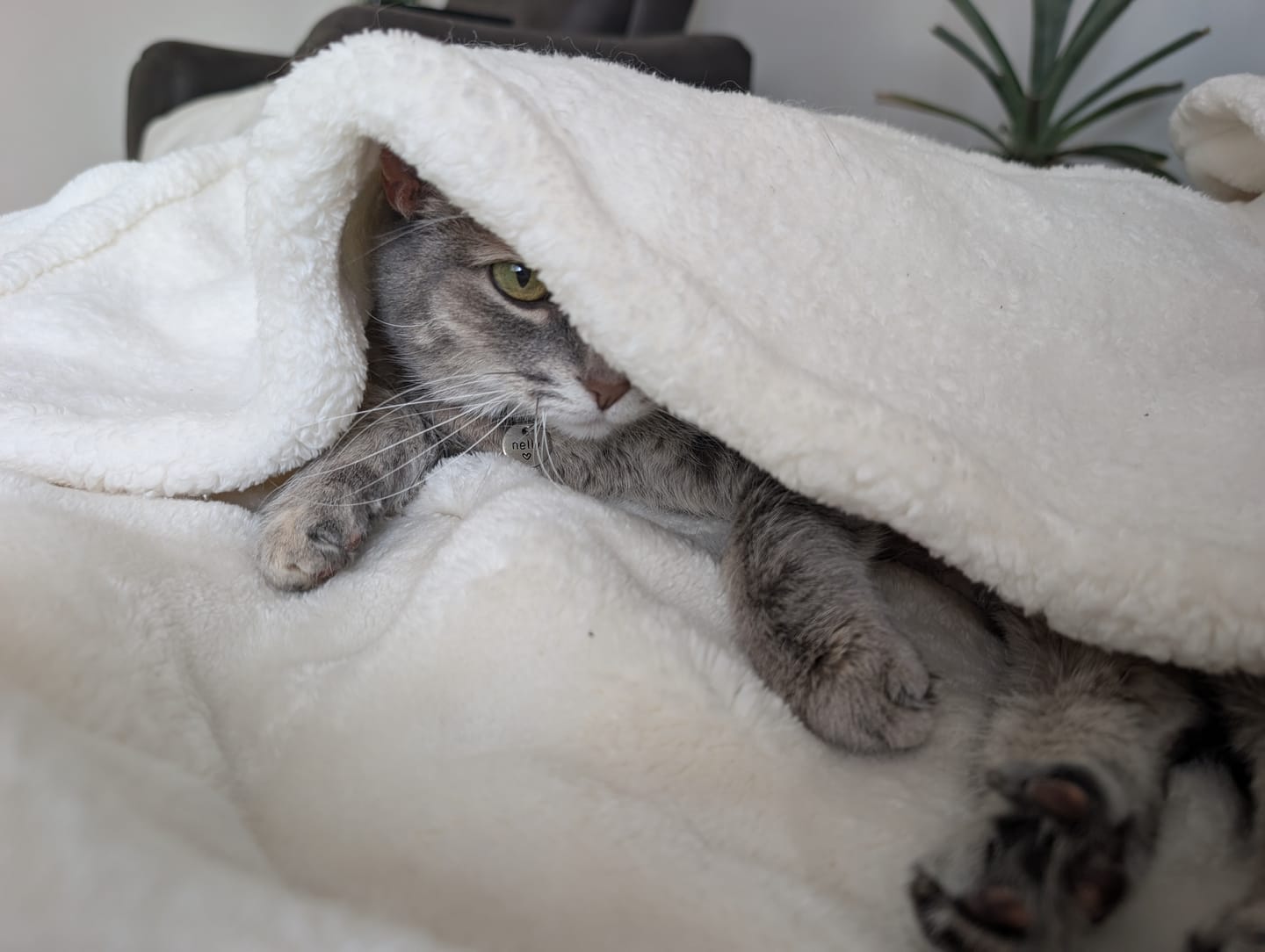 Customer photo review of Farmed Insects formula / Adult Cat