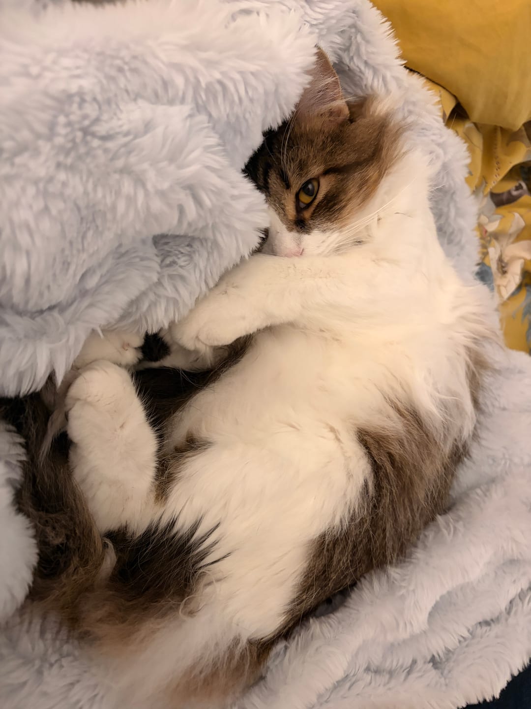 Customer photo review of Cloud Throw Blanket