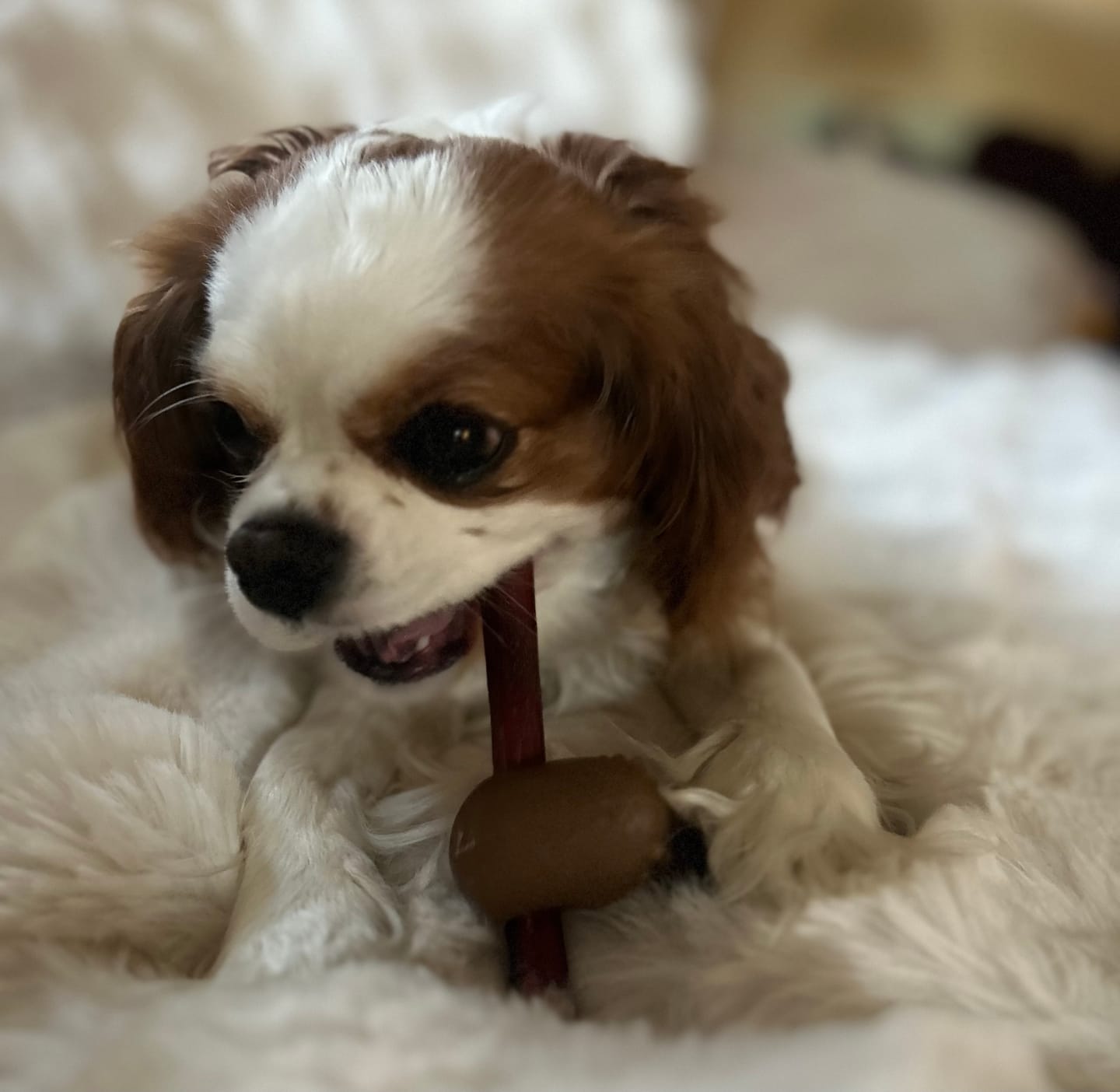 Customer photo review of 6 Inch Standard 31 Pack - Bully Sticks
