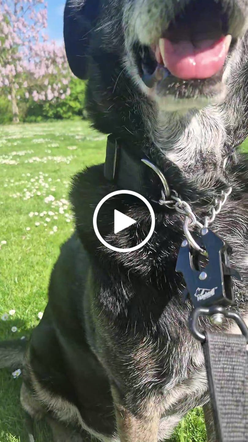Customer video review of Martingale Chain Set Black – Halvstryp halsband & koppel