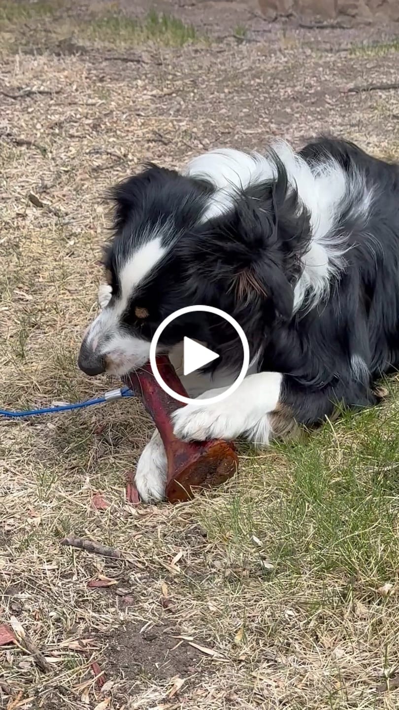 Customer video review of Large Dog Spring Treat Bundle (41+ lbs)