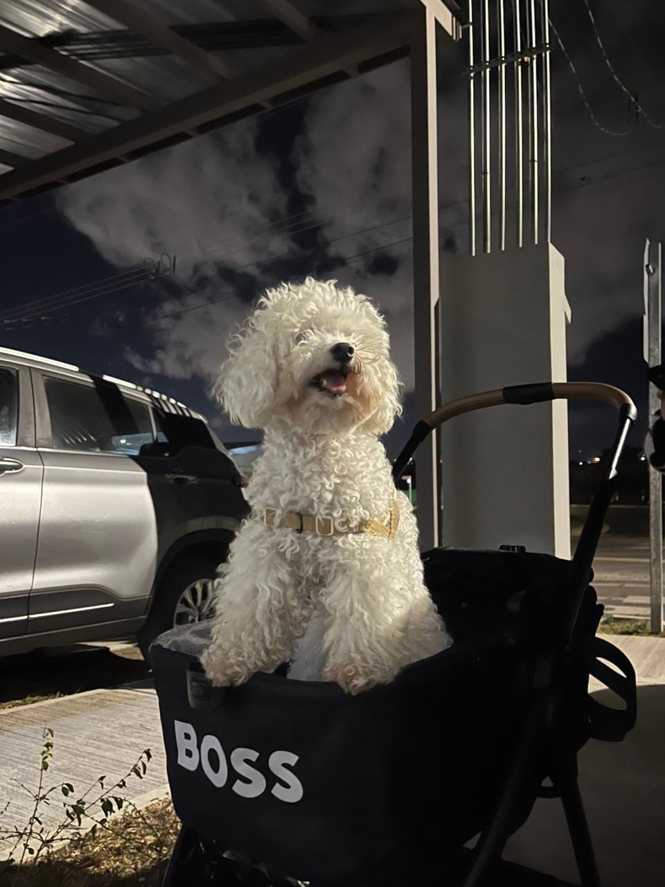 Customer photo review of BOSS Dog Accessories Stroller
