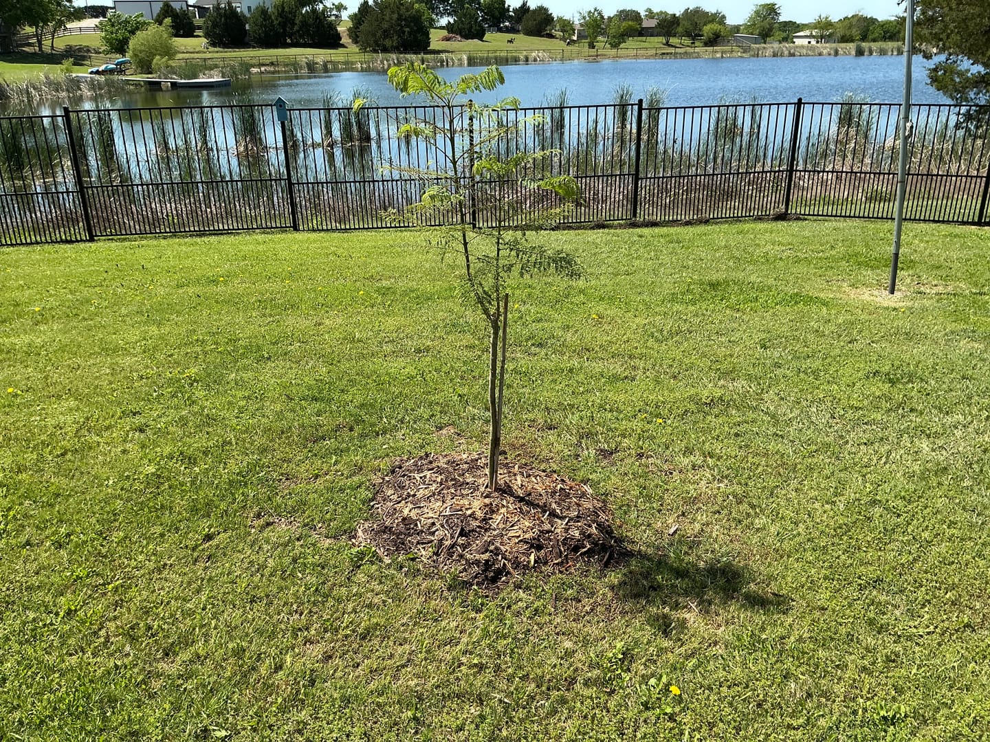 Customer photo review of Purple Jacaranda Mimosifolia Flowering Tree
