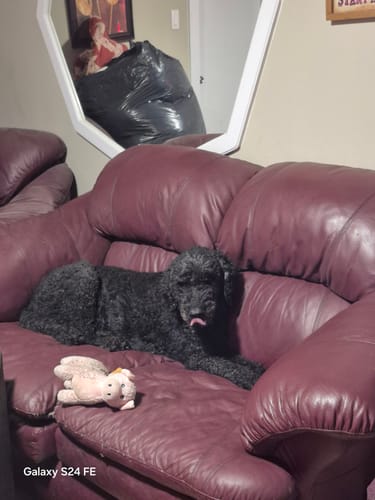 Customer's black dog lying on a couch next to their FREE Gift, a small winged pig toy.
