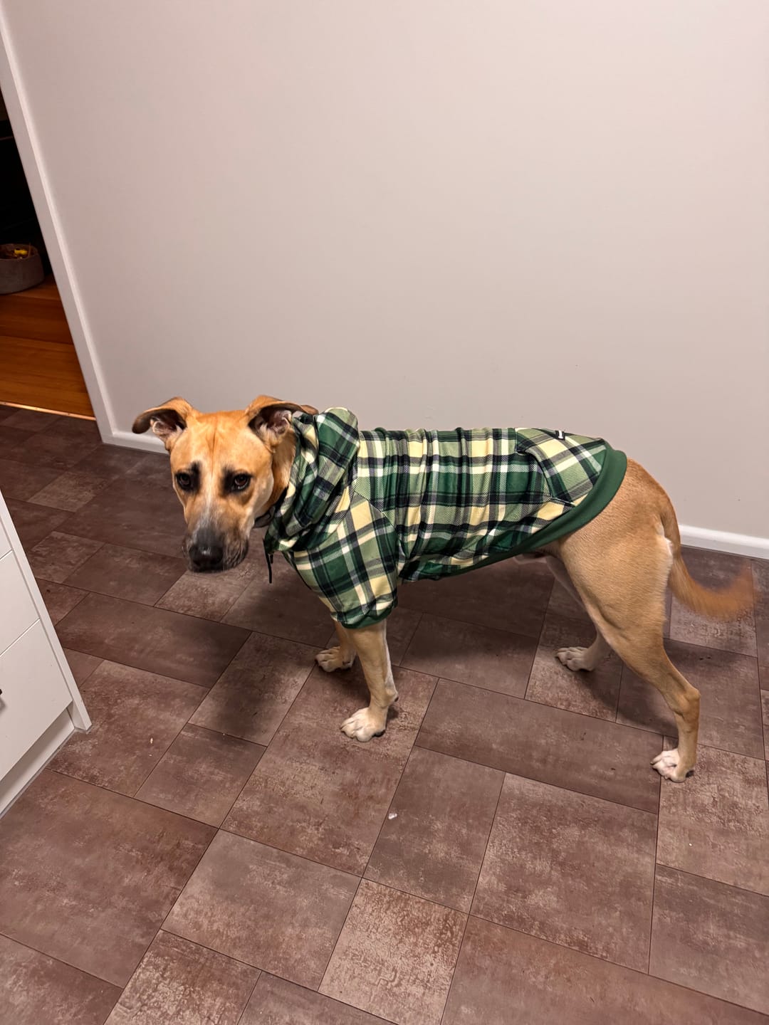 Customer photo review of Plaid Dog Hoodies