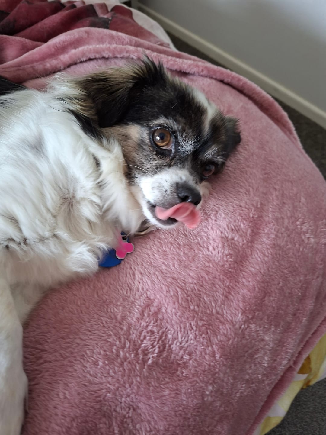 Customer photo review of FluffGuard - 12 Months Bug Free Collar