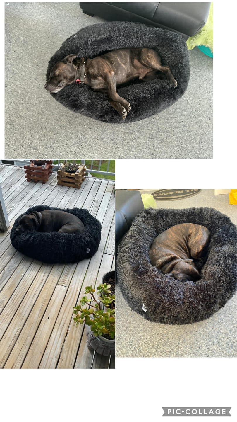 Customer photo review of Brooklyn® Deep Sleep Pet Bed