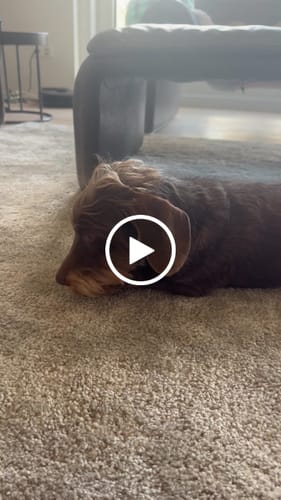 Customer video review of Relax Bone+