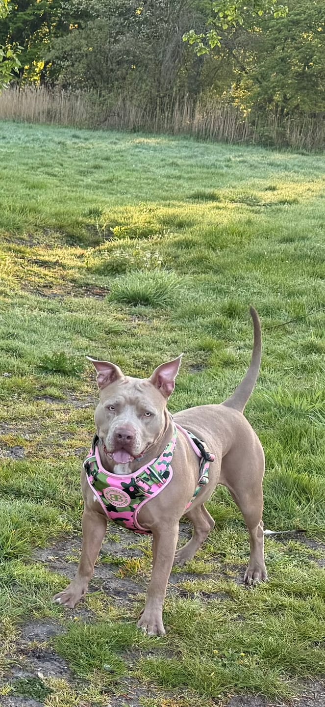 Customer photo review of Comfort Premium Harness | Non Restrictive - Pink Camouflage