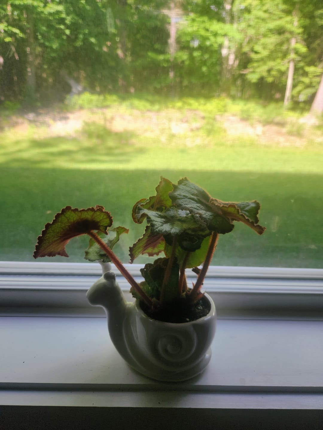 Customer photo review of Soil Refresh