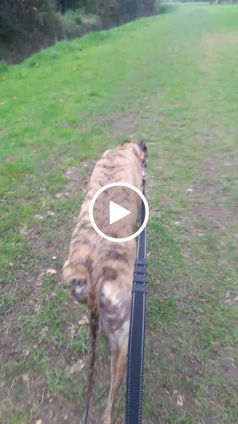 Customer video review of City Leash Traffic Grip