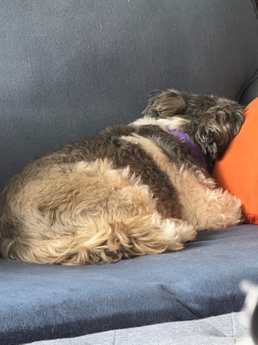 Customer photo review of PawLax Collar [FREE TODAY]