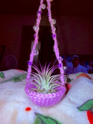 Customer photo review of Ionantha Lavender