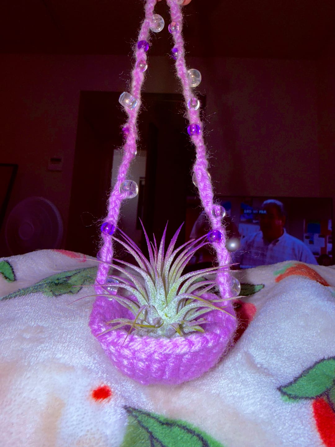 Customer photo review of Ionantha Lavender