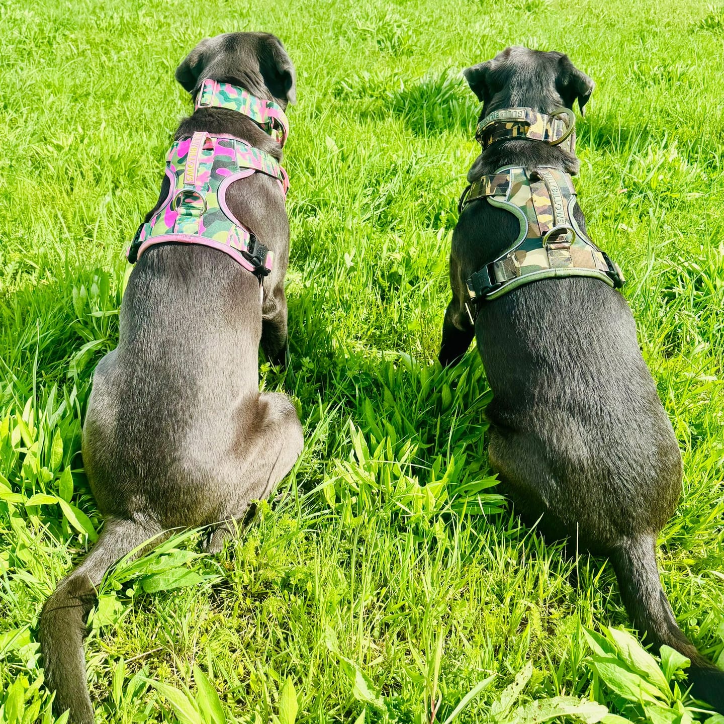 Customer photo review of 1.2m Mini Combat® Lead | Camouflage Pink