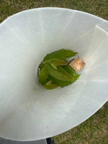 Customer photo review of Hybrid Chestnut