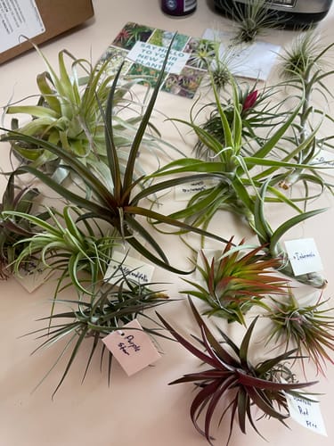Customer photo review of Air Plant Mystery Box - Curated Tillandsia Collection | 5 Tiers Available