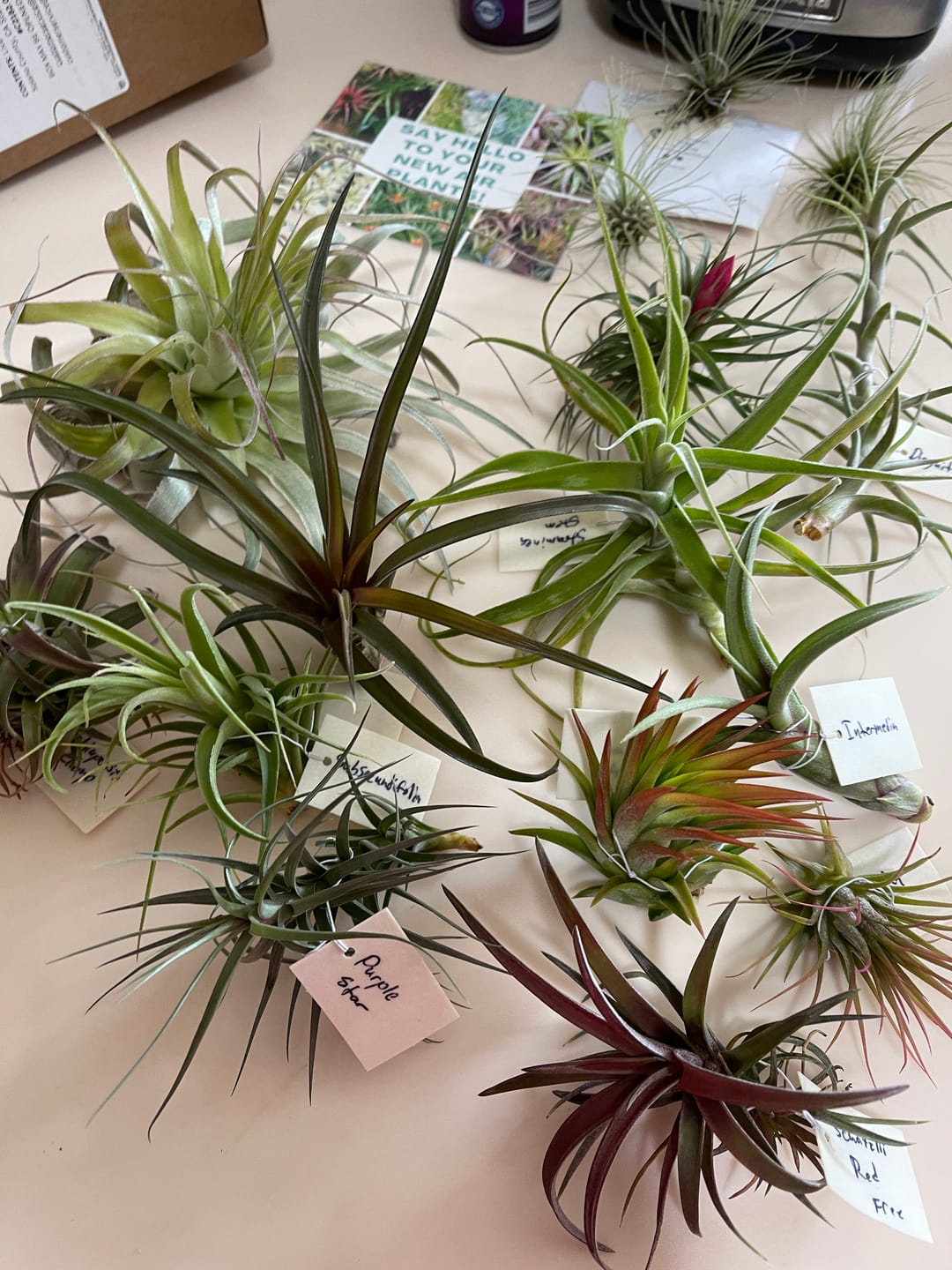 Customer photo review of Air Plant Mystery Box - Curated Tillandsia Collection | 5 Tiers Available