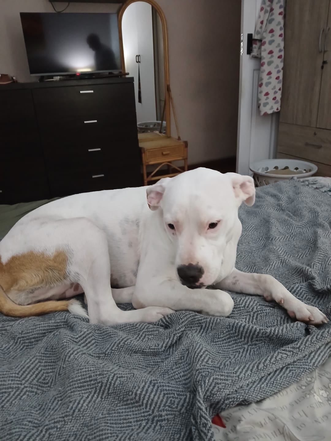 Customer photo review of Moody Master (Stress, Anxiety & Mood Support for Cats & Dogs)