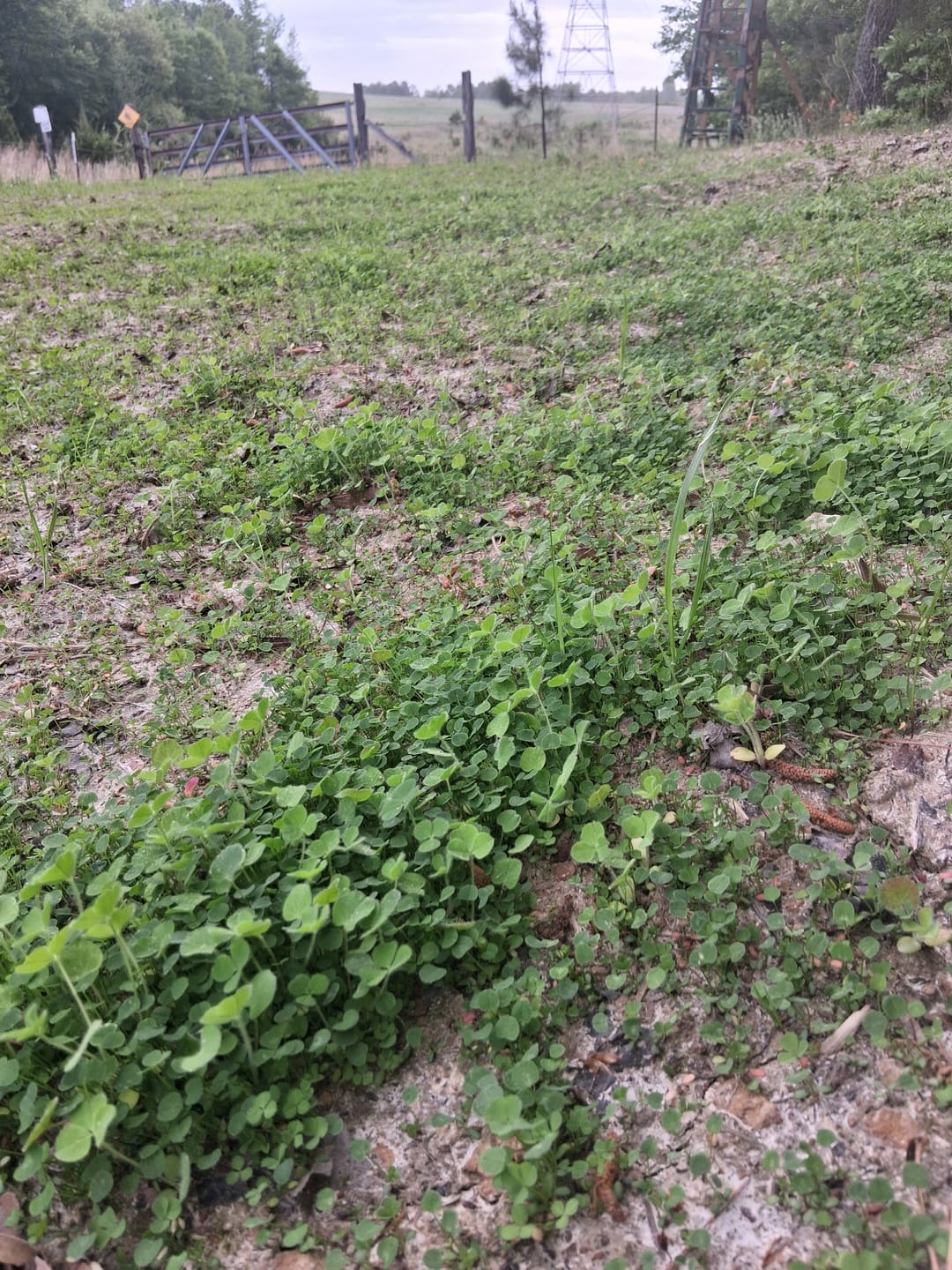 Customer photo review of Whitetail Hill Clover
