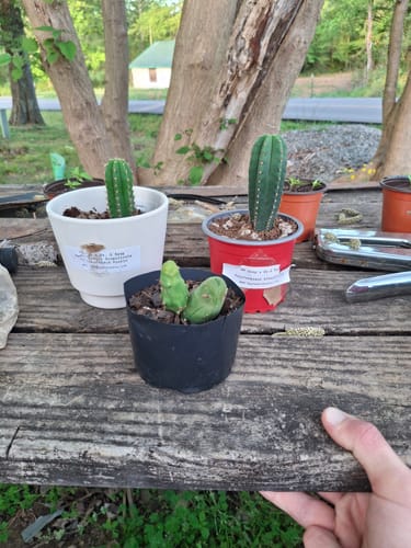 Customer photo review of Trichocereus Scopulicola | Spineless San Pedro Cactus