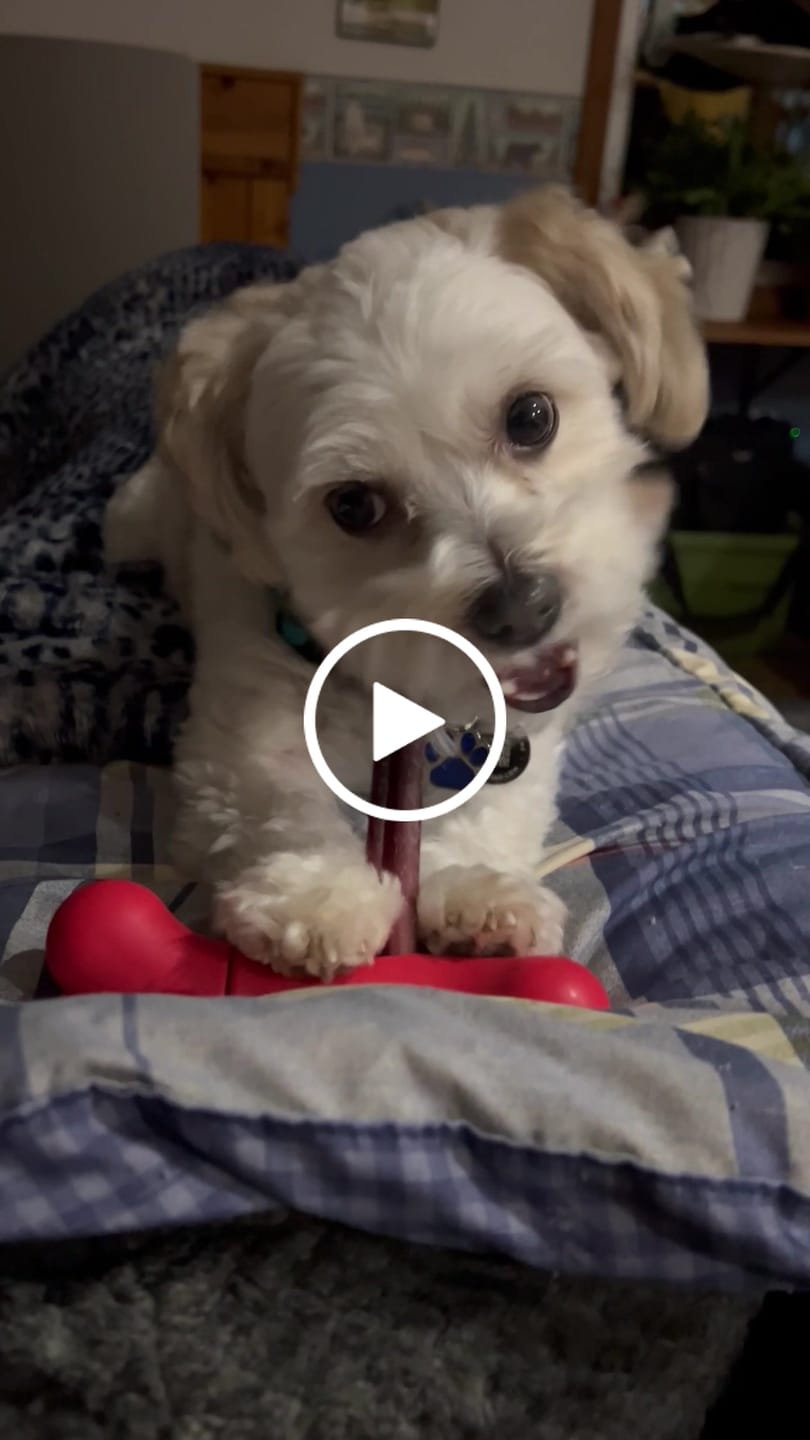 Customer video review of 6 Inch Standard Bully Stick
