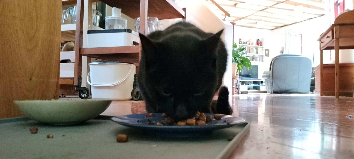 Customer photo review of Royal Canin Veterinary Diet Dental Dry Cat Food