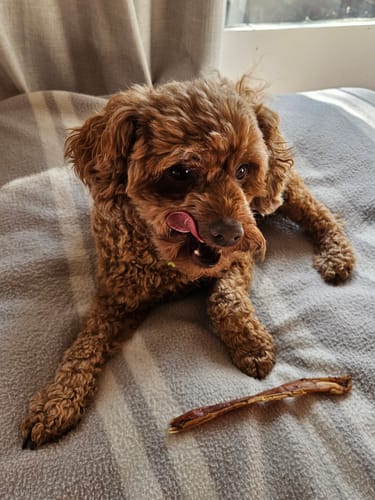 Customer photo review of Pizzle Stix (1kg pack)